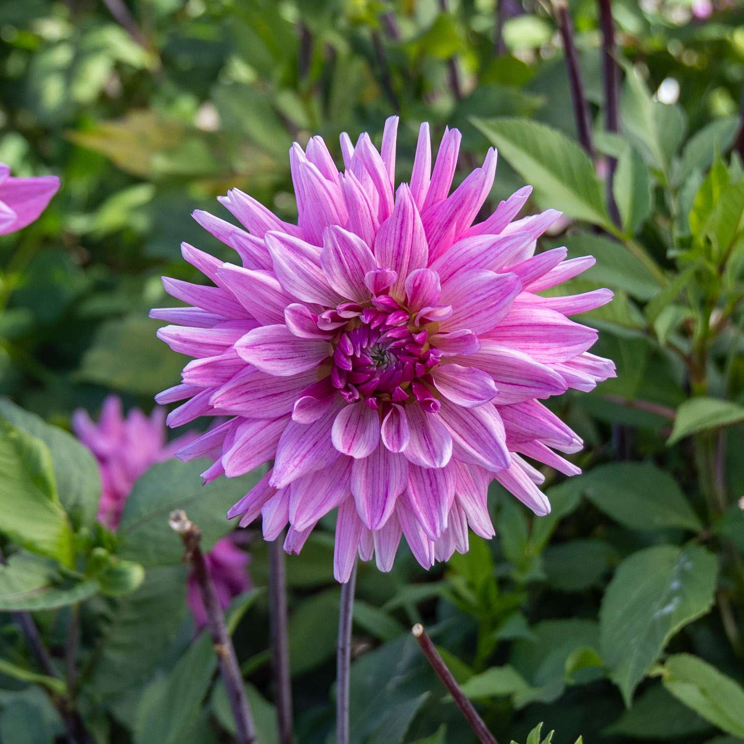 Daalia ‘Titan Magenta’